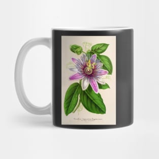 Passion Flower - Passion Vine botanical illustration Mug